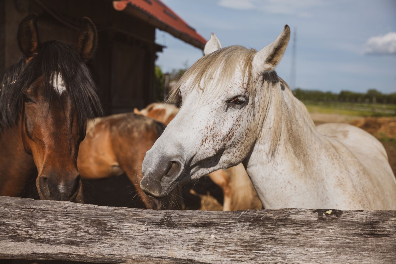 Horses at a wooden fence on a Wedgefield, Florida property